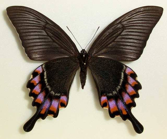 Papilio maackii (Aberration, Hokkaido Japan) (Internet Image property of respective owner, non-commercial use only)